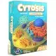 Cytosis: A Cell Biology Game