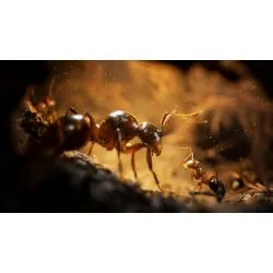 Empire of the Ants - Limited Edition (Xbox Series X)