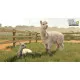 PC game case for Farming Simulator 25 Beans and Alpacas Edition showcasing farming machinery, alpacas, and coffee crops