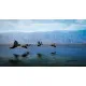 PlayStation 5 game case for Hunting Simulator 3 featuring a hunter and hunting dog in the open wilderness