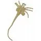 A detailed, lifelike foam prop replica of a Facehugger from the movie Aliens, posed as if ready to attack.